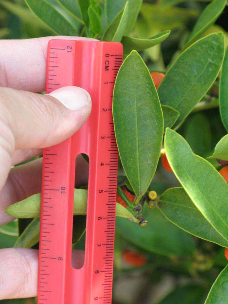            Unifoliolate leaf of  Fortunella hindsii            (Hong Kong, Winter Haven,   FL)   